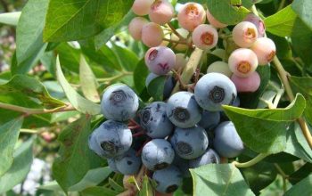 Vielfalt der Beeren Ein Überblick über Verschiedene Arten von Berries