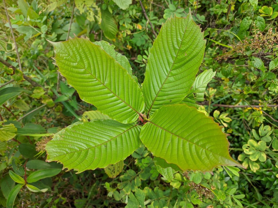 Red Vein vs Green Vein Kratom: A Detailed Comparison