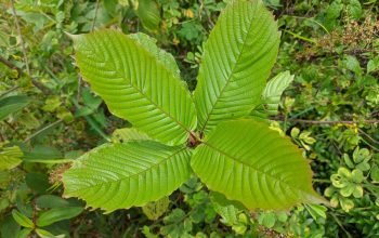 Red Vein vs Green Vein Kratom: A Detailed Comparison