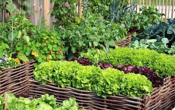 Nature’s Pharmacy Building a Life of Wellness through Herbal Gardening